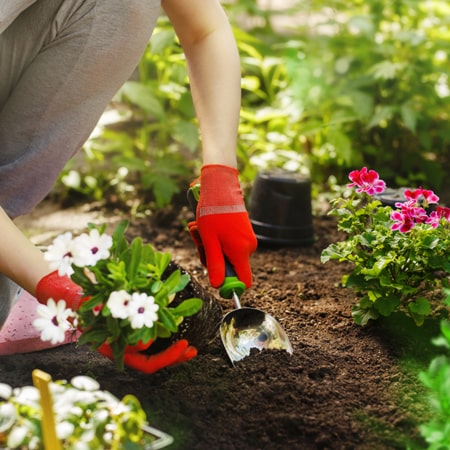 service single images