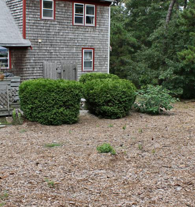 service single images